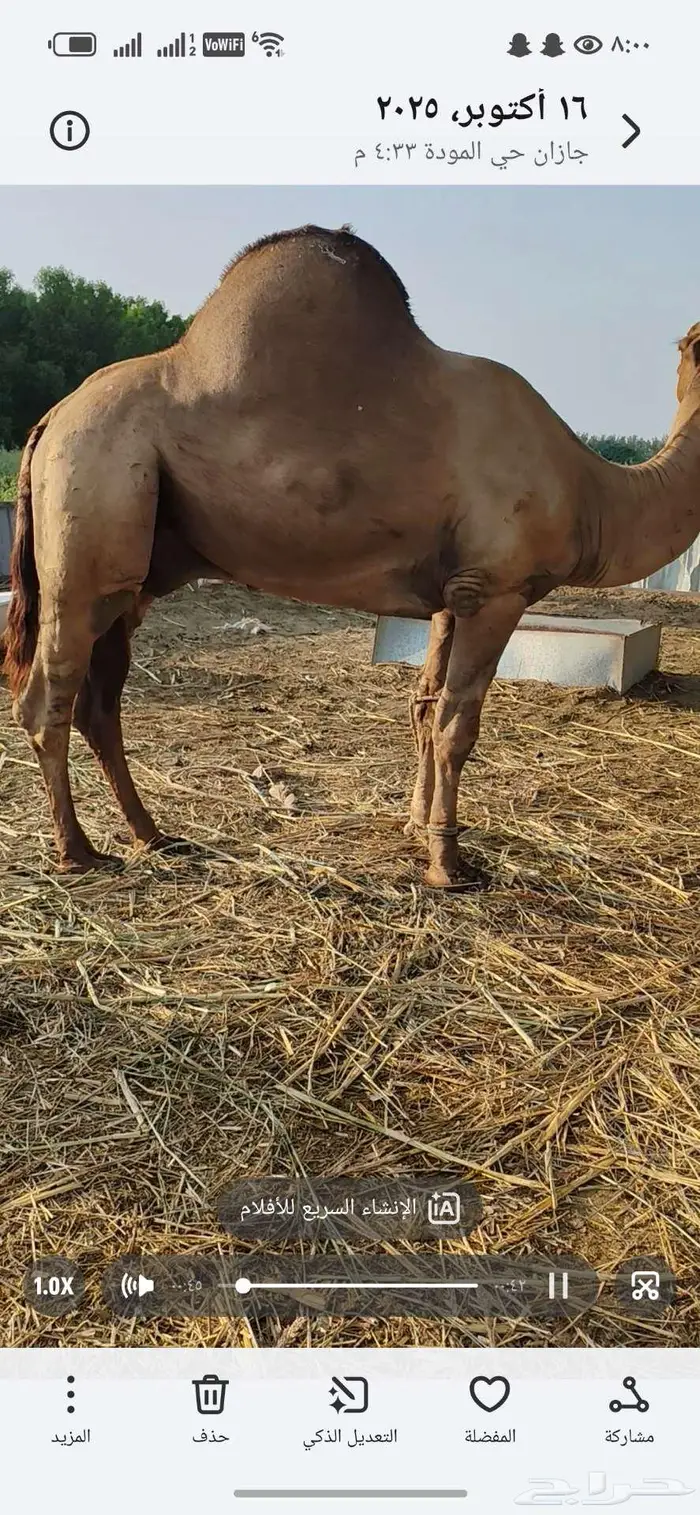 حمل ساحلي اصل للبيع 1