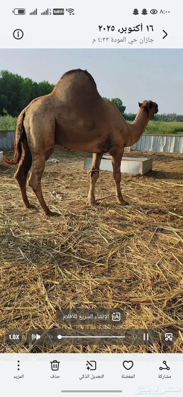 حمل ساحلي اصل للبيع 2