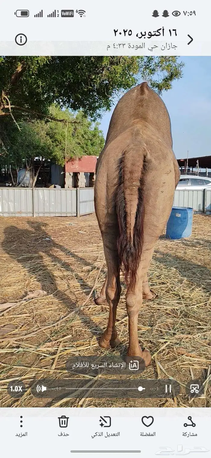 حمل ساحلي اصل للبيع 10
