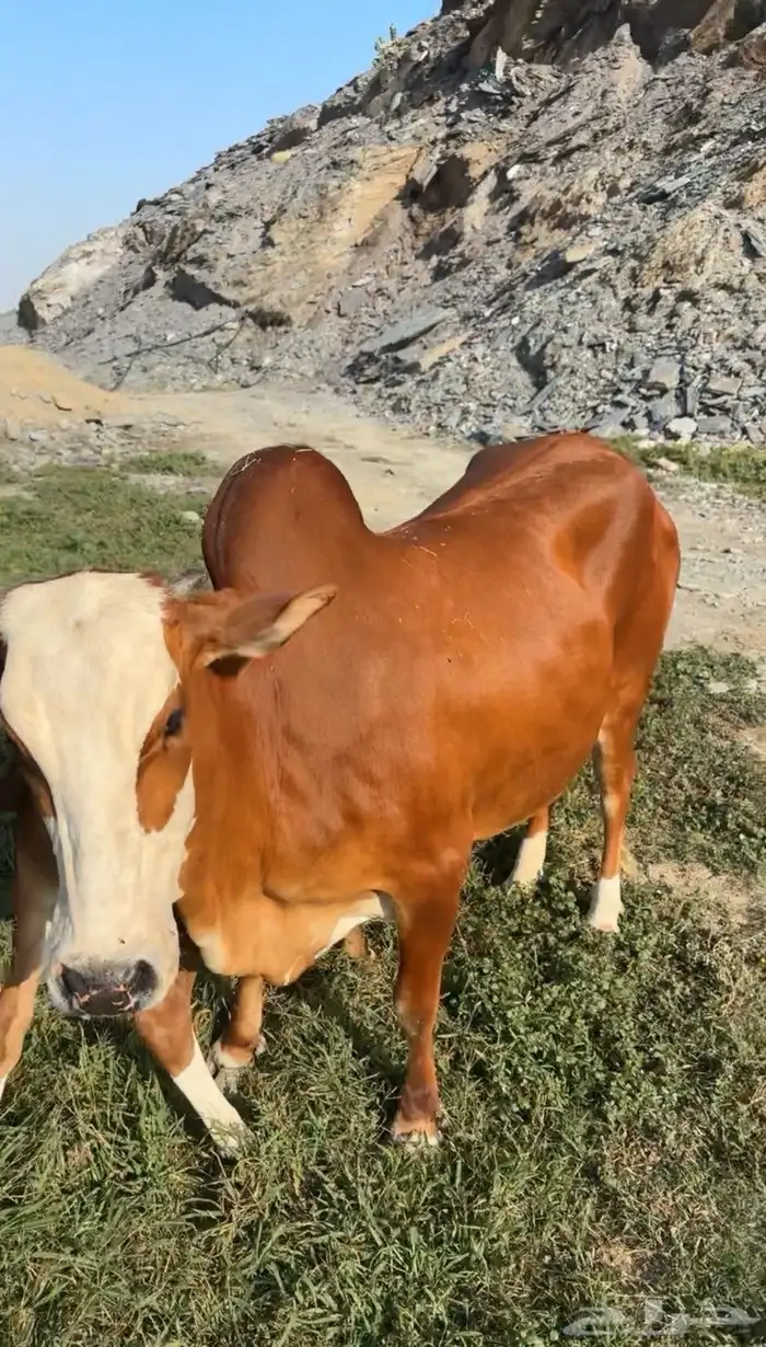 بقره منيحة بيت للبيع 1
