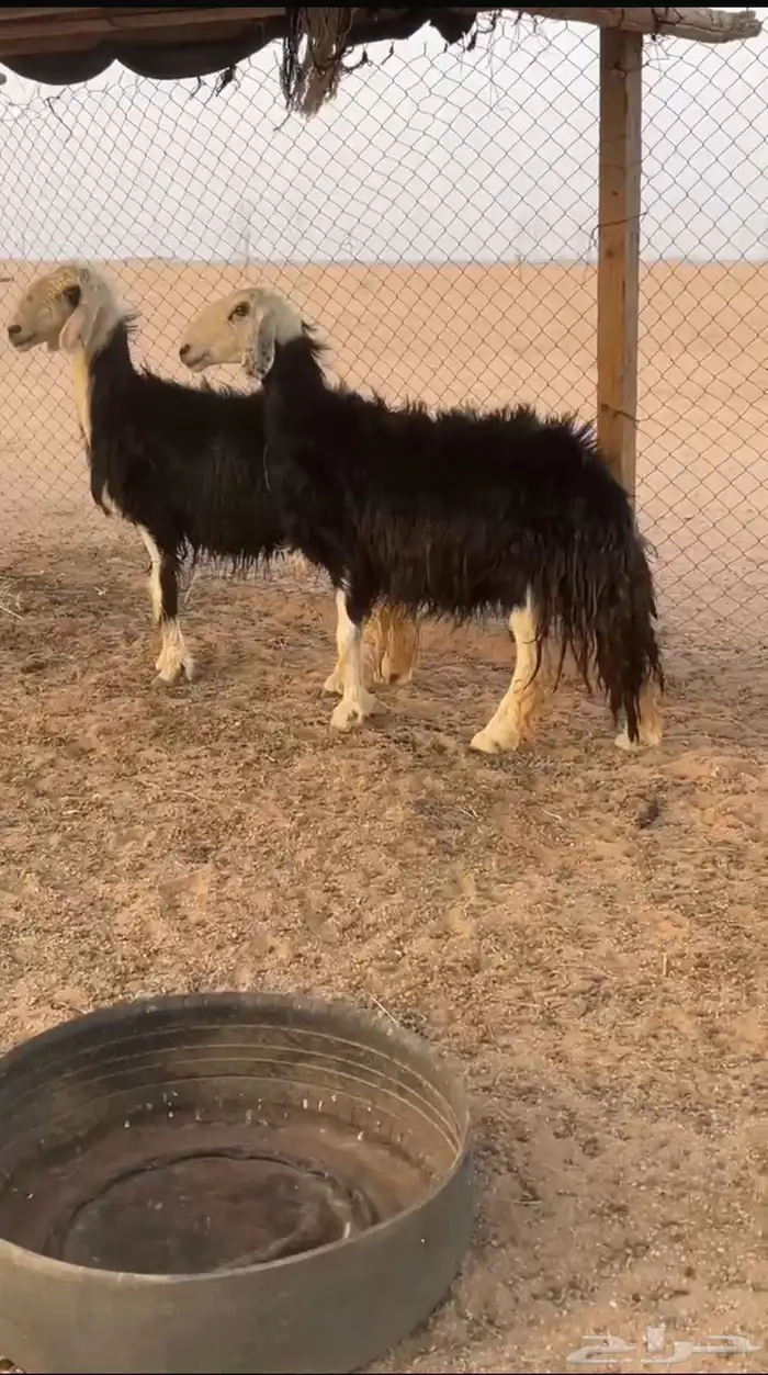 شياه حيل 0