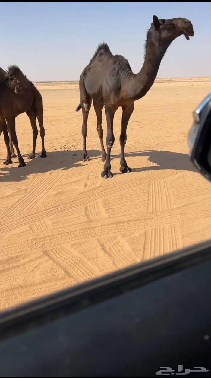 قعود كفو 0