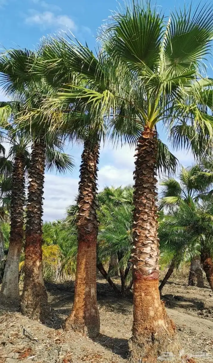 نخل واشنطني زينه نخيل 0