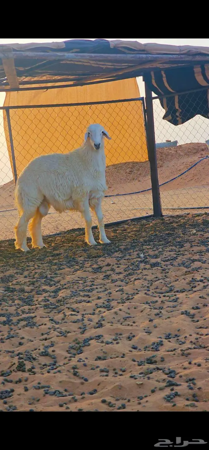 فحل حري مشروط 1