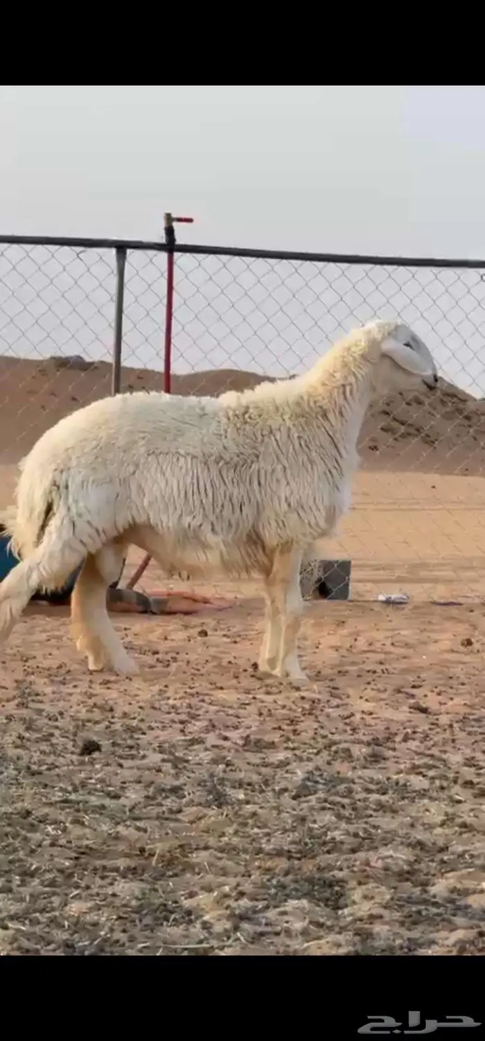 فحل حري مشروط 0