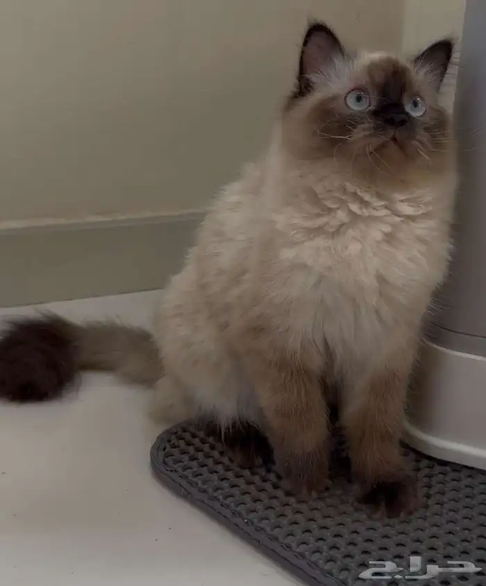 للبيع النوع هملايا 0