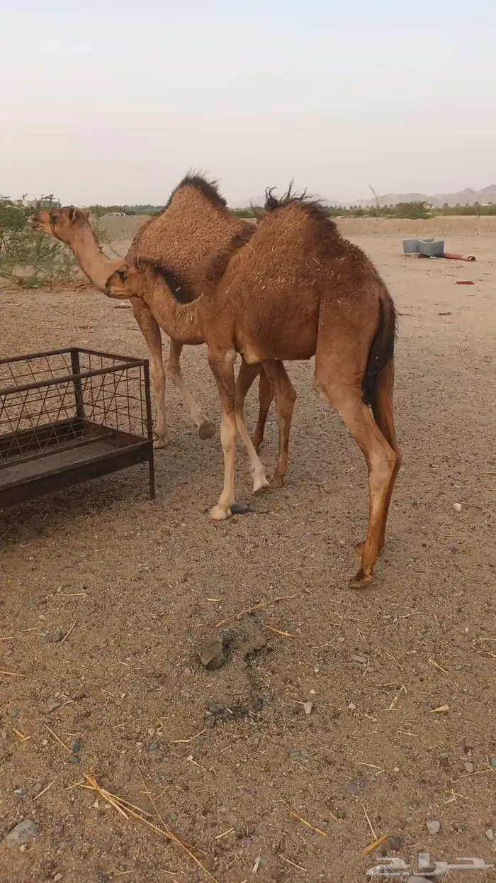 7 نياق منها خلفات ومداني 6500 تم البيع 3