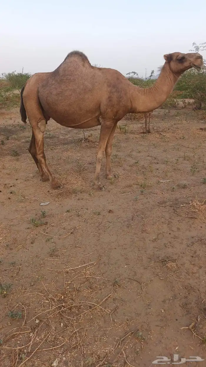 7 نياق منها خلفات ومداني 6500 تم البيع 2