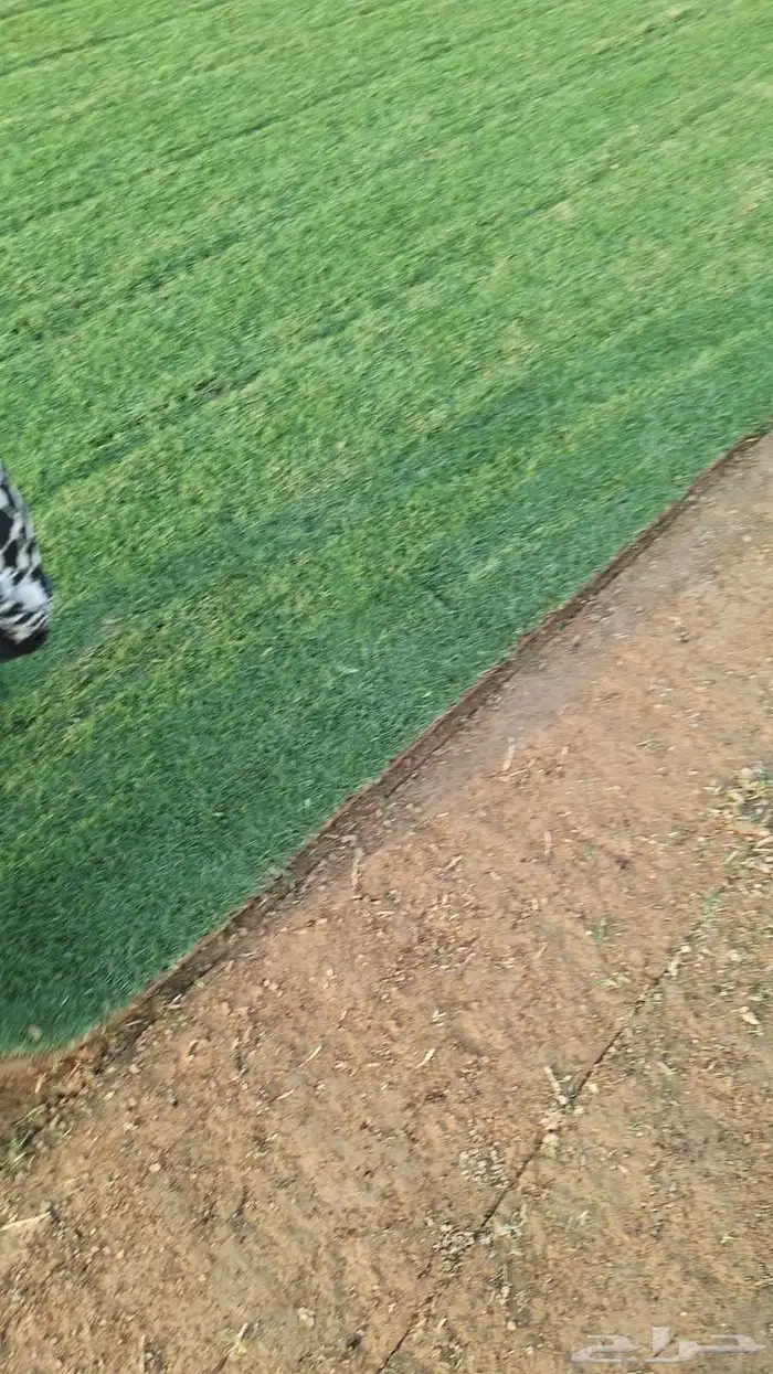 مؤسسة زهرة الخليج الزراعية -نجران -دحضة 3