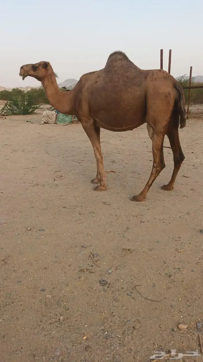 7 نياق منها خلفات ومداني 6500 تم البيع 8