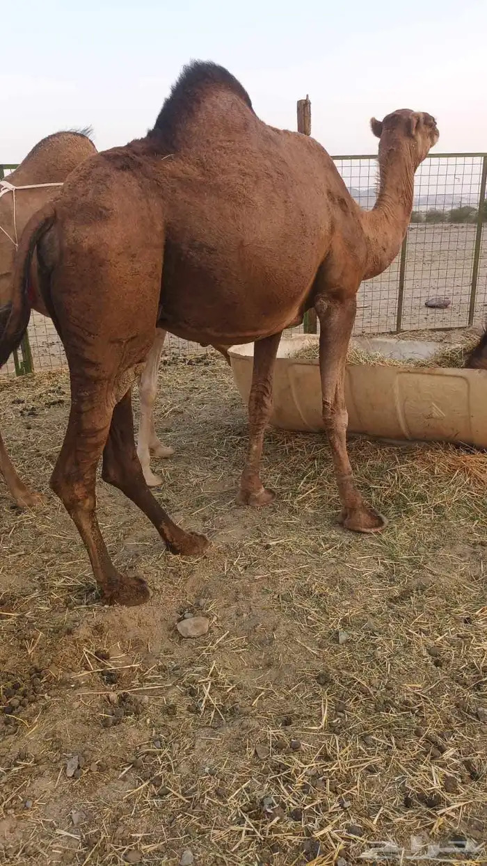 7 نياق منها خلفات ومداني 6500 تم البيع 6