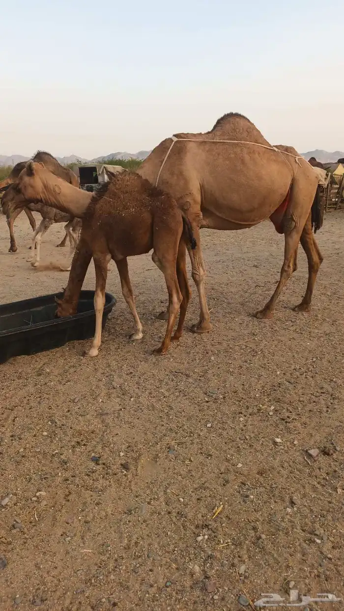 7 نياق منها خلفات ومداني 6500 تم البيع 7