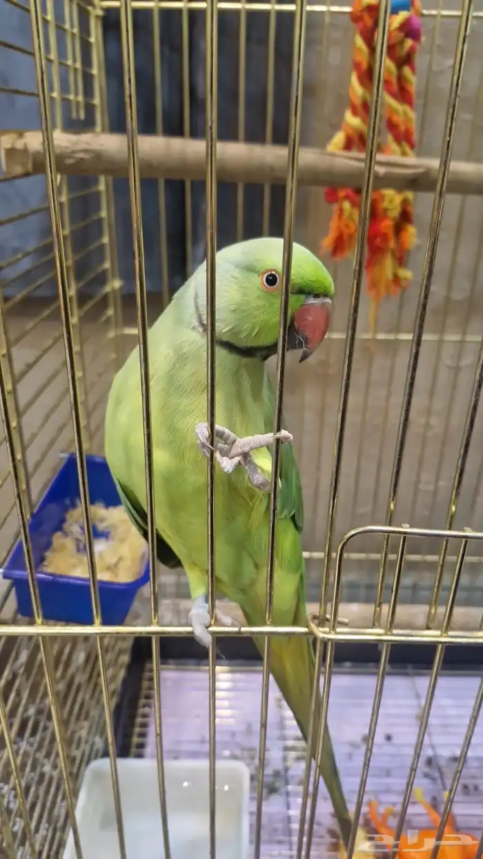 دره اليف 0