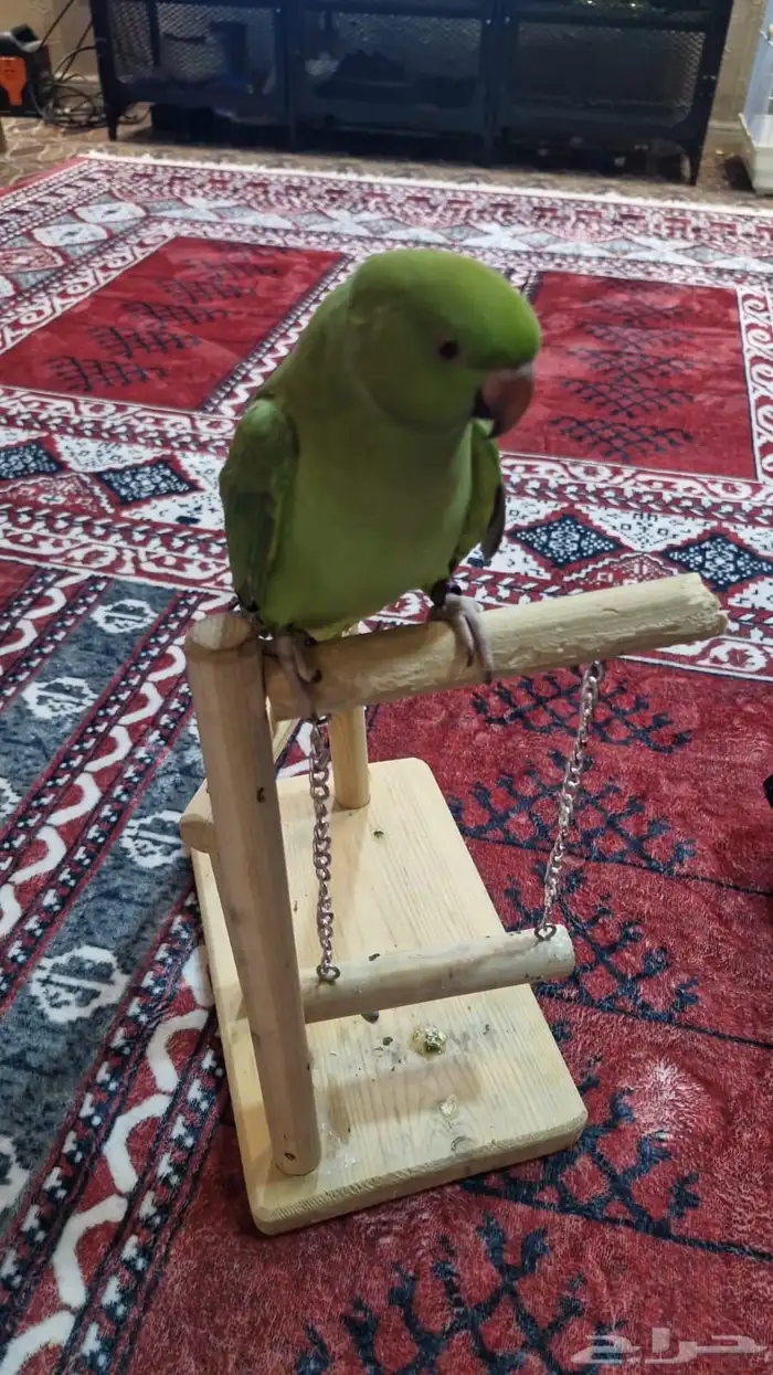 دره اليف 0