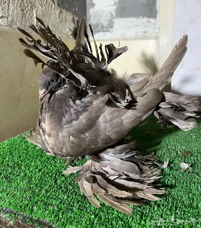 طبه هندي فاخره 2
