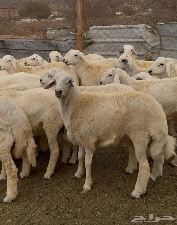 ذبايح طليان حري سواكن مع الذبح والتوصيل 11