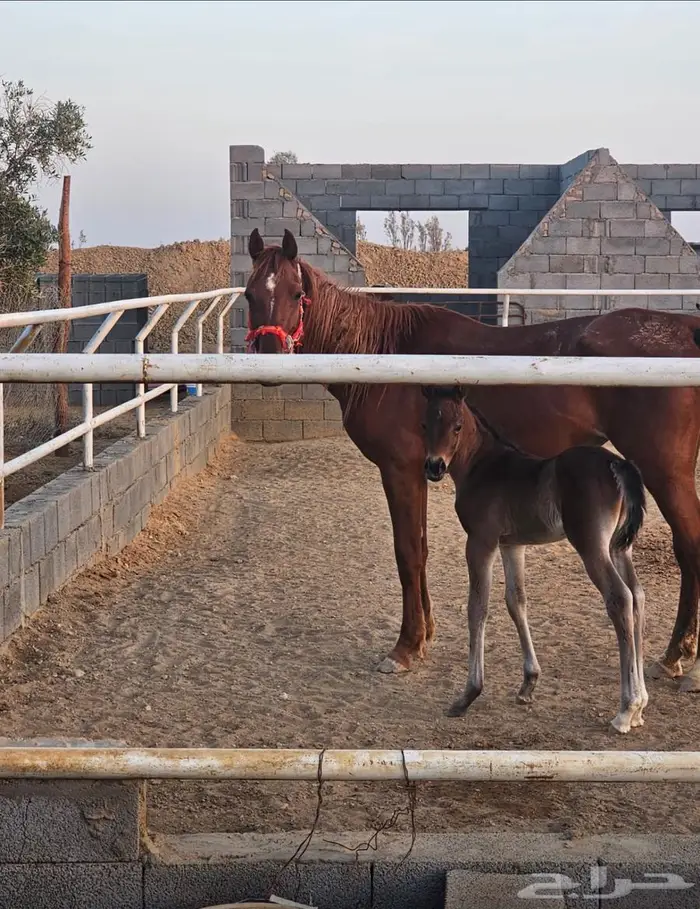 الجوف طبرجل 0