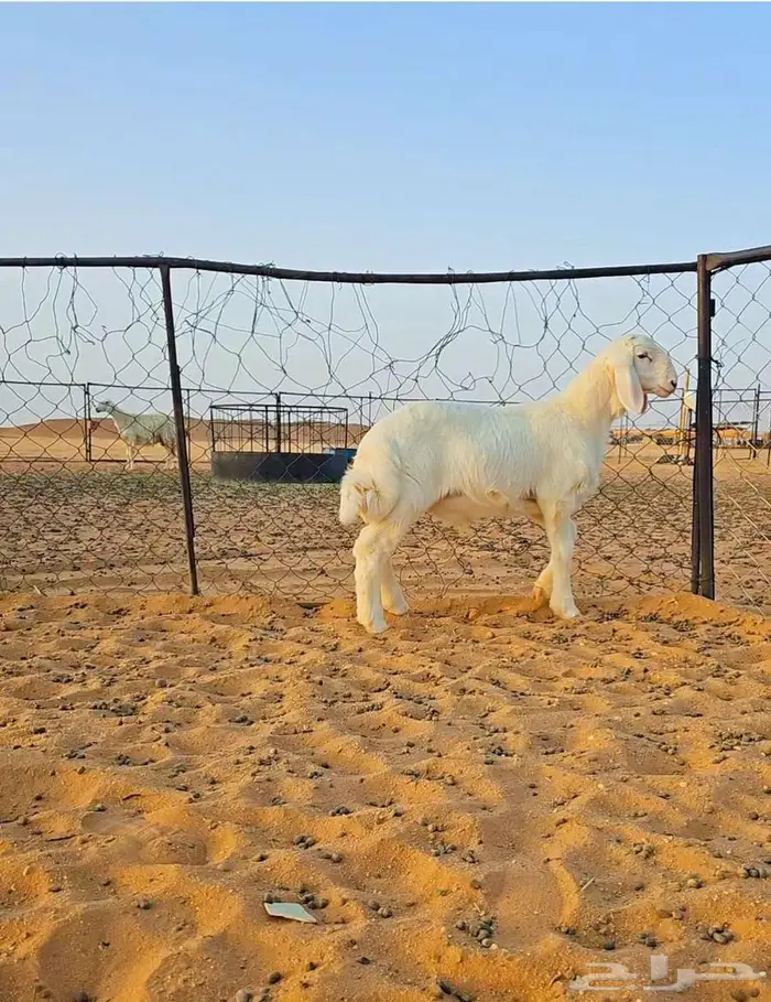 مشروع فحل حري صنف نادر 1