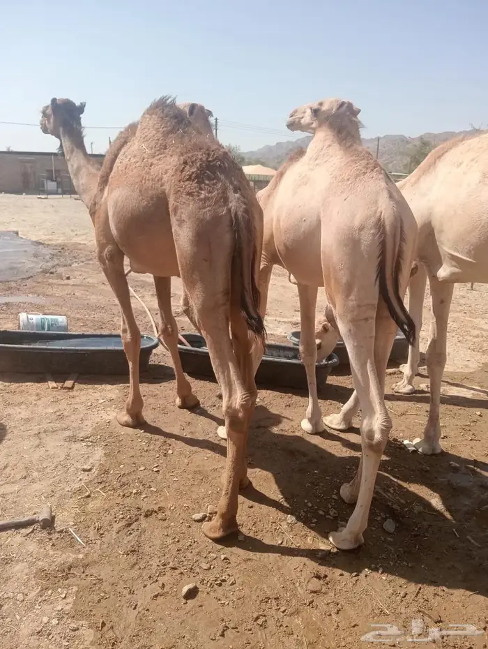 قعدان تربية وجديد.. جودة وسعر لا يفو ت 2