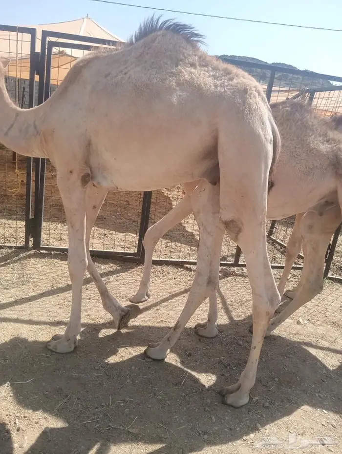قعدان تربية وجديد.. جودة وسعر لا يفو ت 8