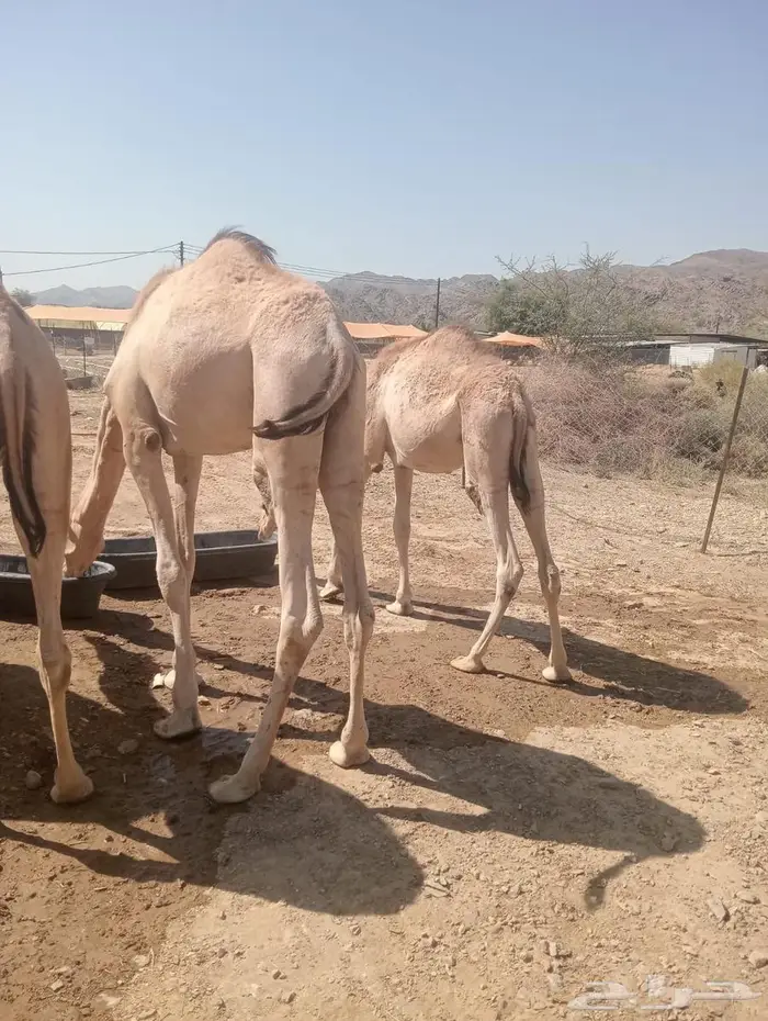 قعدان تربية وجديد.. جودة وسعر لا يفو ت 3
