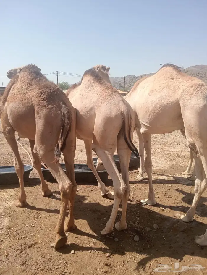قعدان تربية وجديد.. جودة وسعر لا يفو ت 0