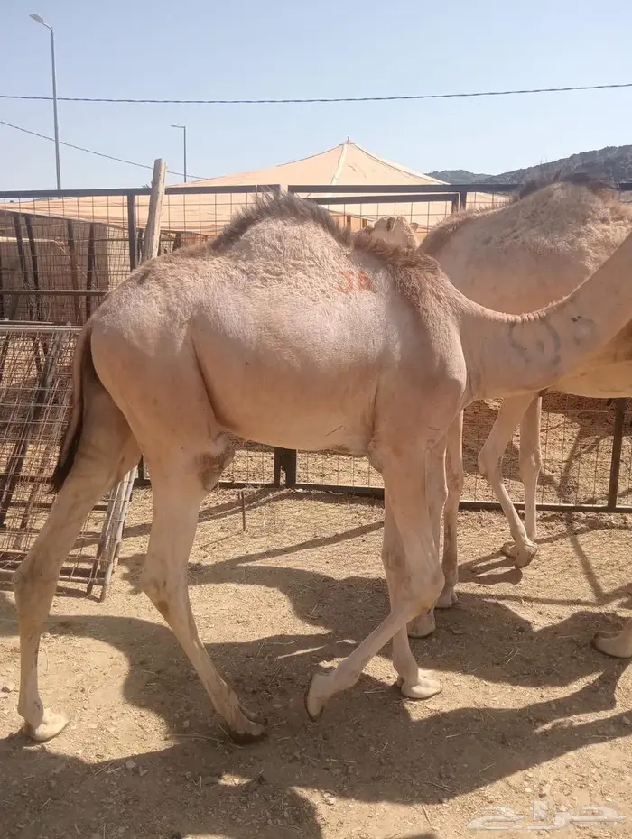 قعدان تربية وجديد.. جودة وسعر لا يفو ت 1