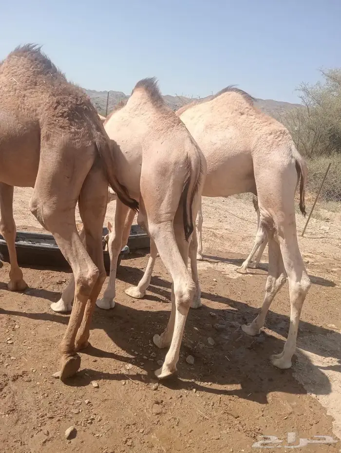 قعدان تربية وجديد.. جودة وسعر لا يفو ت 6