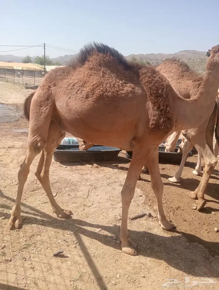 قعدان تربية وجديد.. جودة وسعر لا يفو ت 11