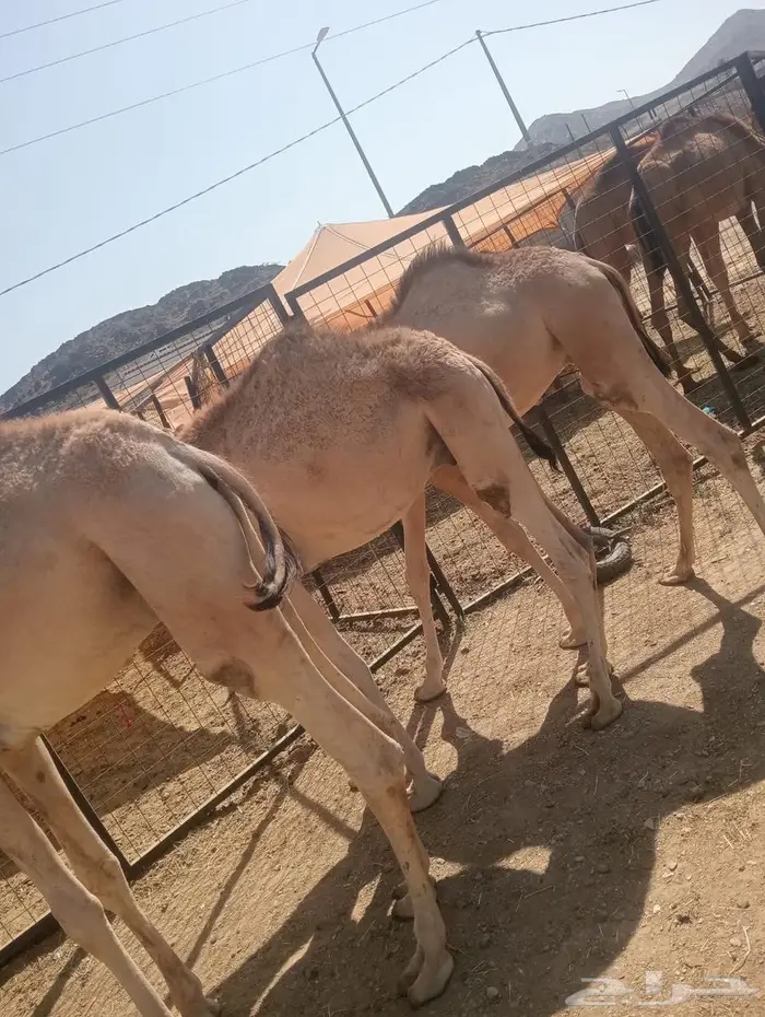 قعدان تربية وجديد.. جودة وسعر لا يفو ت 4