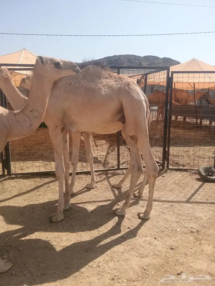 قعدان تربية وجديد.. جودة وسعر لا يفو ت 9