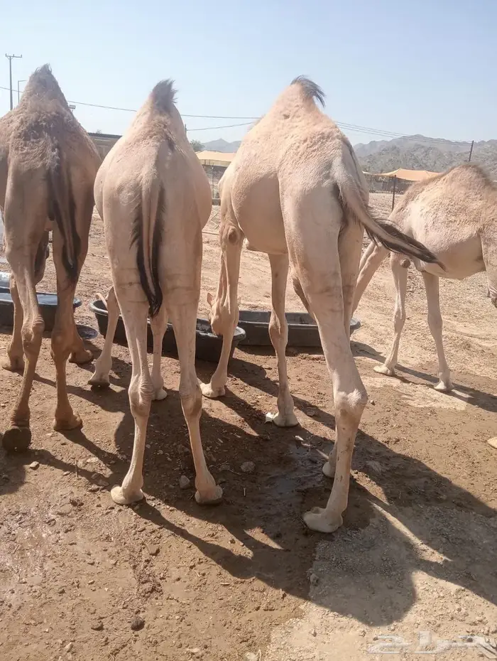 قعدان تربية وجديد.. جودة وسعر لا يفو ت 10