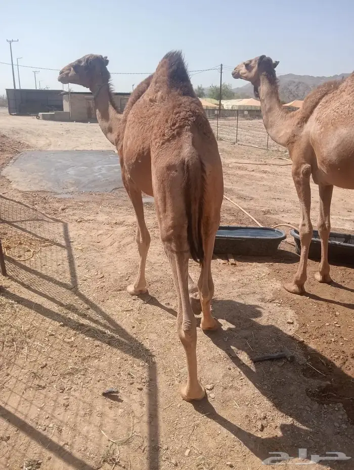 قعدان تربية وجديد.. جودة وسعر لا يفو ت 7