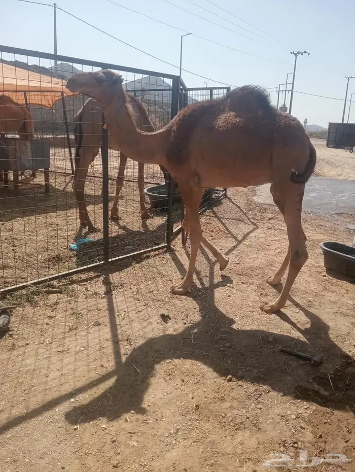 قعدان تربية وجديد.. جودة وسعر لا يفو ت 5