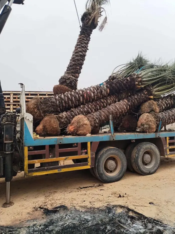 النخل للبيع 6