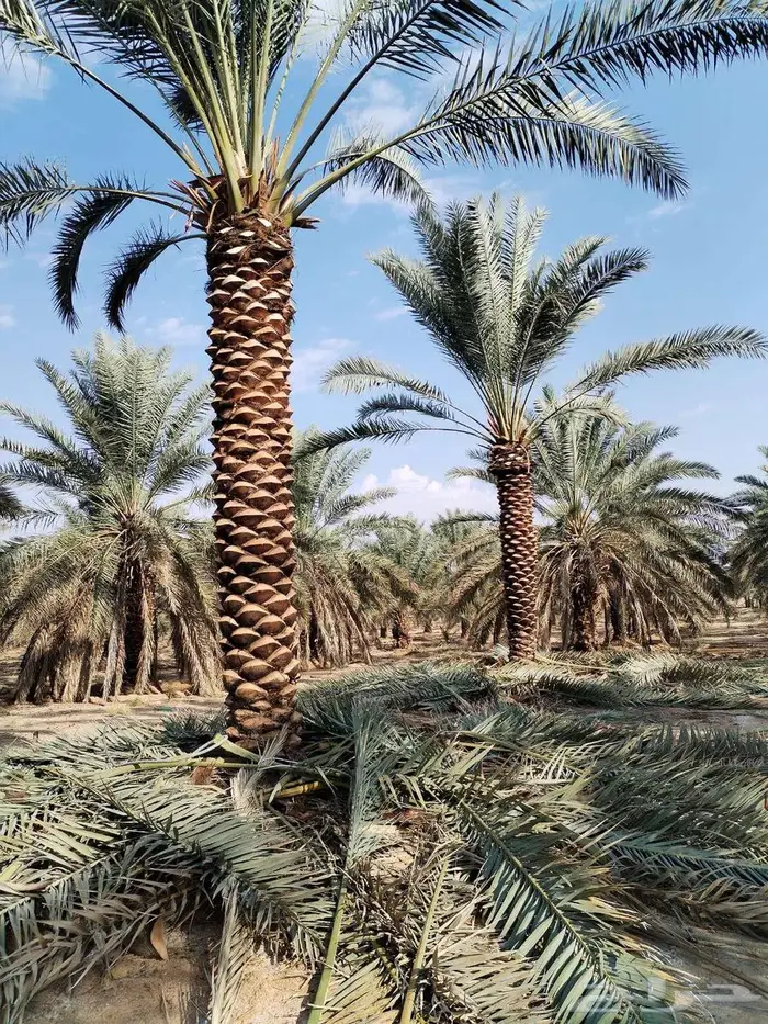 النخل للبيع 1