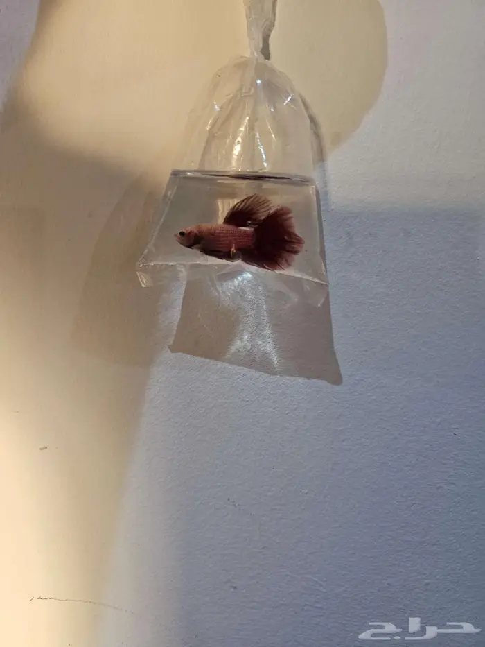 سمك فايتر 2