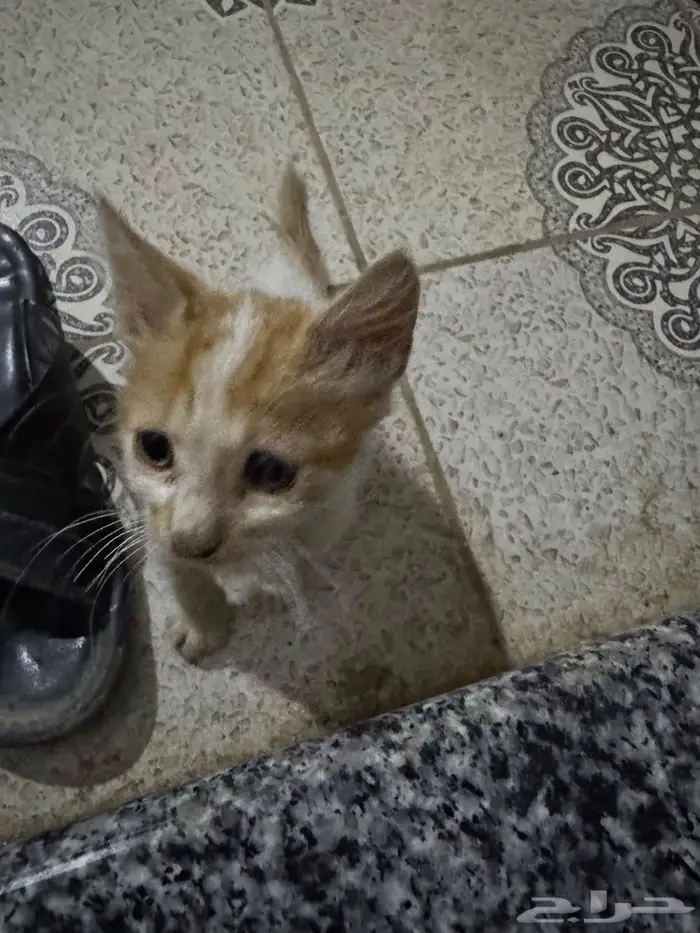 قط صغير لتبني ابغا احد يخاف الله فيها ويكون لايوجد أطفال 0