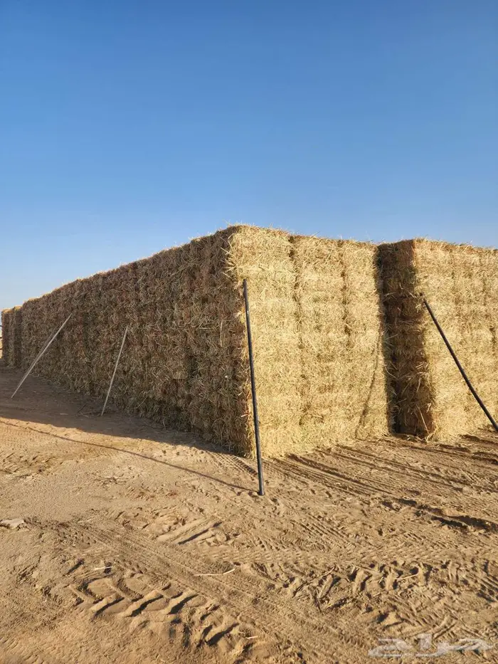 مكعبات ذرة علف حصاد جديد 0
