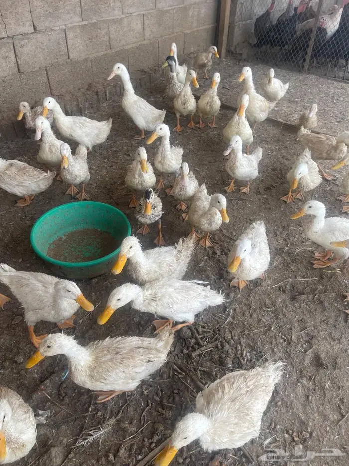 أرانب وبط و دجاج رومي 2