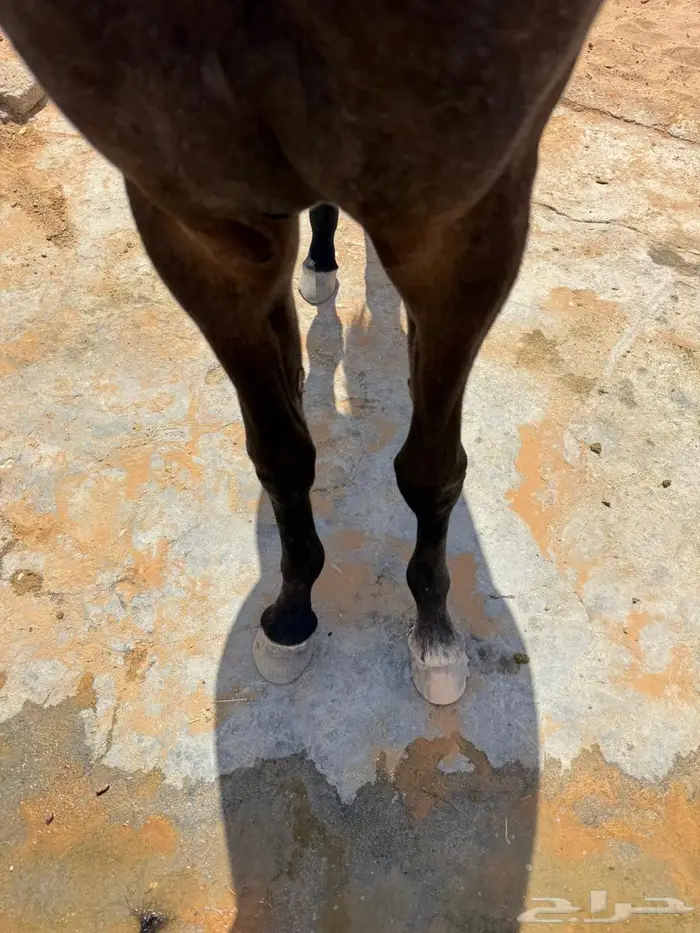 مهره شعبيه شيخه 7