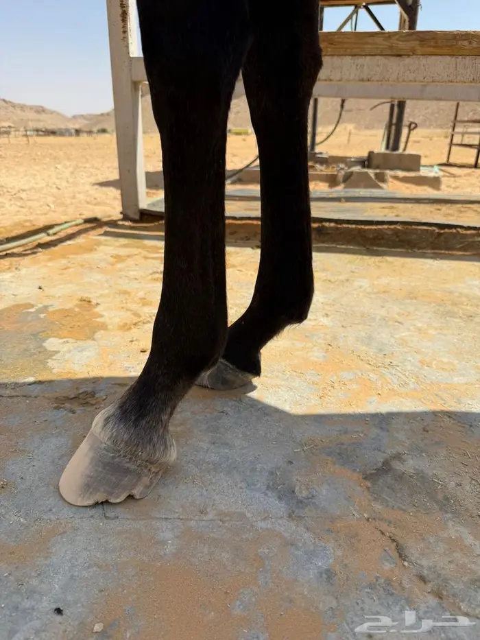 مهره شعبيه شيخه 5