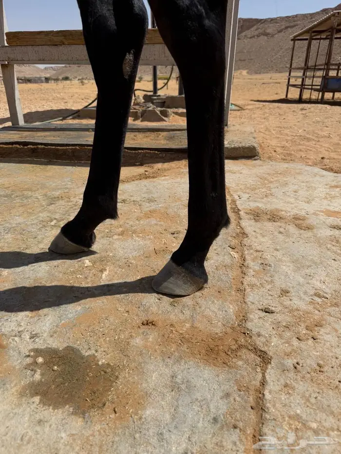 مهره شعبيه شيخه 6