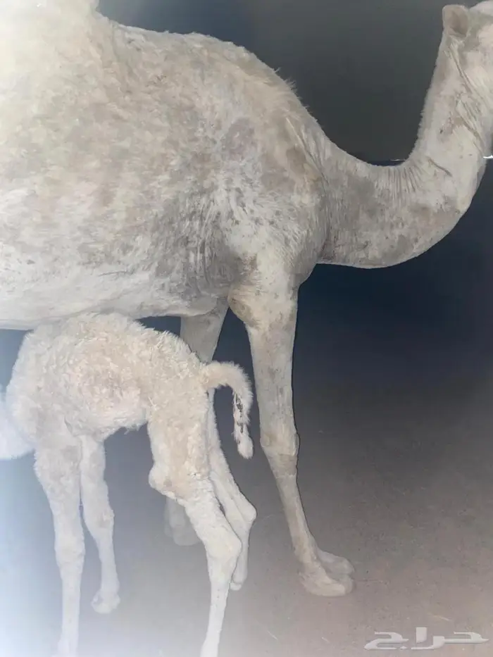 خلفه وضحى معها بكره وقعود عمره 5 شهور اقبل بالبدل 0