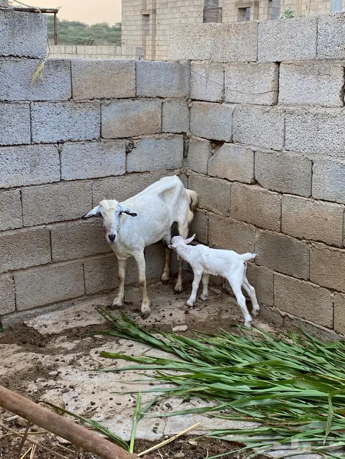 عنز منتوج 0
