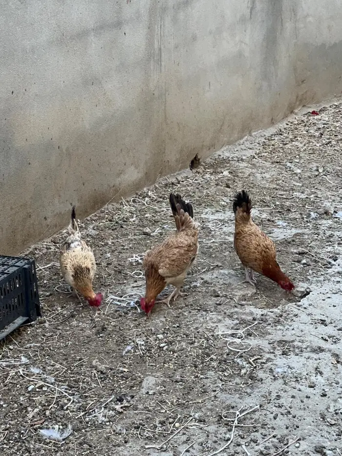دجاج بلدي 1