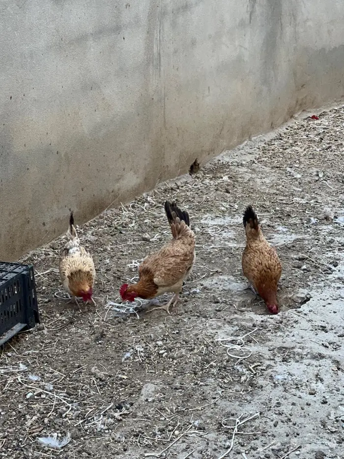 دجاج بلدي 2