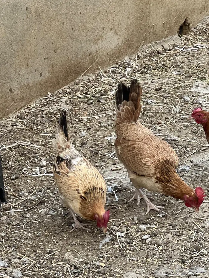 دجاج بلدي 3