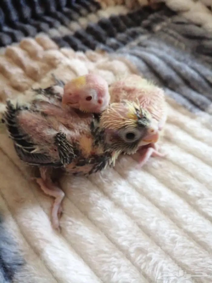 الثنان فروخ كروان تم البيع 0