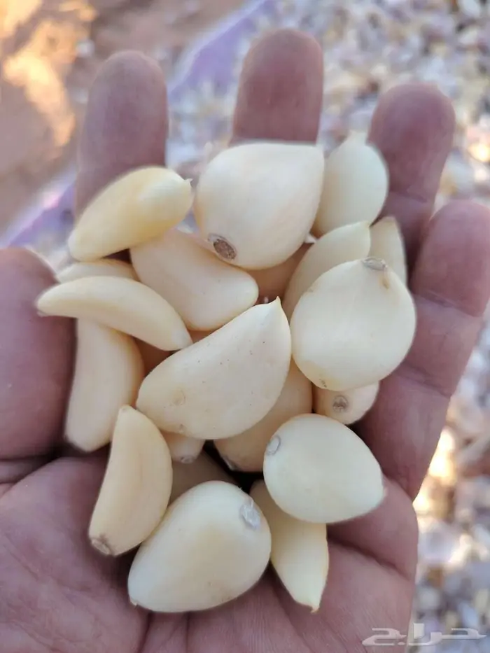 ثوم بلدي القصيم 0